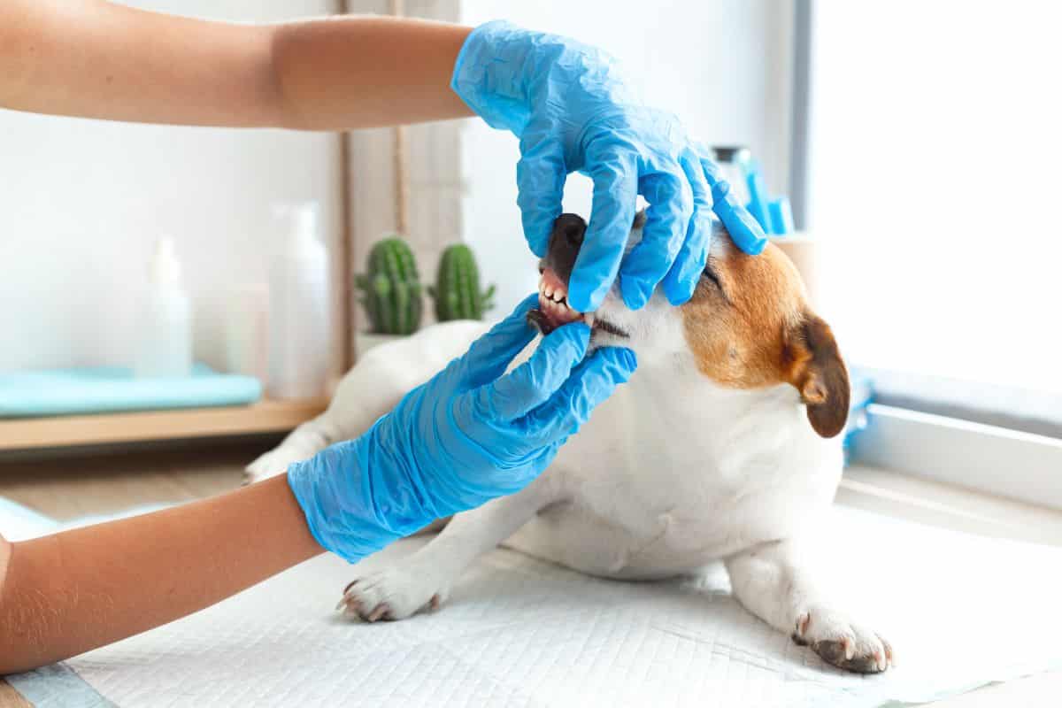 Ważność regularnych wizyt u stomatologa dla psa